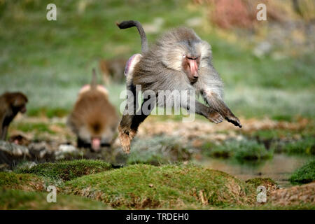 Hamadryas baboon, sacred Baboon (Papio hamadryas), Springen, Äthiopien, Awash National Park Stockfoto