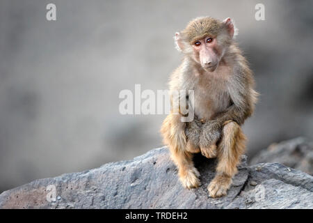 Hamadryas baboon, sacred Baboon (Papio hamadryas), junge Tier auf einem Felsen, Äthiopien, Awash National Park Stockfoto