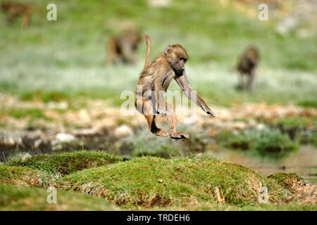 Hamadryas baboon, sacred Baboon (Papio hamadryas), springen Jugendliche, Äthiopien, Awash National Park Stockfoto