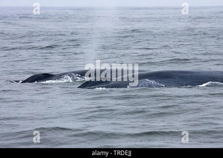 Blauwal (Balaenoptera musculus), Atmung, USA Stockfoto