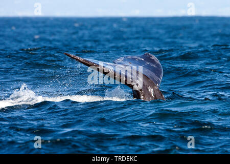 Grauwale (Eschrichtius robustus, Eschrichtius gibbosus), Schwanz, USA Stockfoto