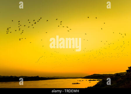 Silhouette Sonnenuntergang Fluss Abend mit Flock fliegende Vögel über dem gelben Himmel/Mekong Sonnenuntergang Asien Stockfoto