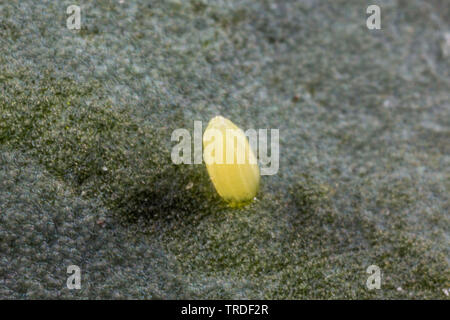 Kleine weiße, Kohl, Schmetterling, importierte cabbageworm (Pieris Rapae, Artogeia rapae), Ei auf einen Kohlrabi Blätter, Deutschland, Bayern Stockfoto