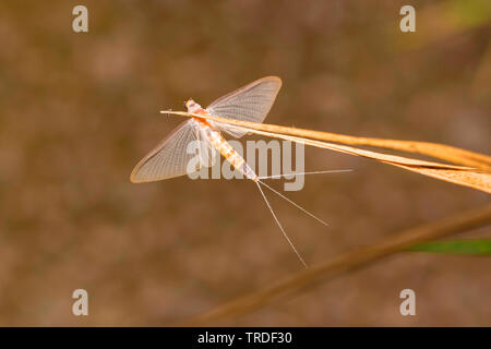 Jungfrau MAYFLY (Polymitarcis Ephoron Virgo, Jungfrau), in ein Rohr, Stammzellen, Deutschland, Bayern Stockfoto