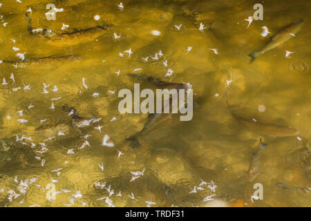 Jungfrau MAYFLY (Ephoron Virgo, Polymitarcis Jungfrau), mehrere Eintagsfliegen driften auf der Wasseroberfläche von döbel gegessen werden, Deutschland, Bayern Stockfoto