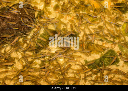 Jungfrau MAYFLY (Ephoron Virgo, Polymitarcis Jungfrau), große Anzahl von whitefishes Eier essen aus einem Flussbett, die mit gelben Eier überwuchert sind, Deutschland, Bayern Stockfoto