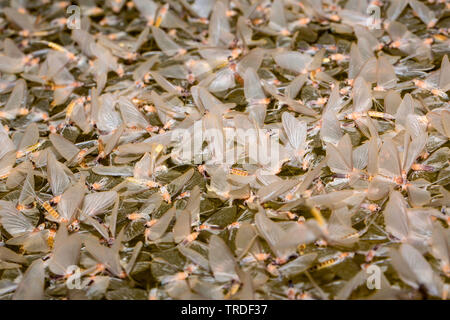 Jungfrau MAYFLY (Ephoron Virgo, Polymitarcis Jungfrau), eine Menge Frauen mit durchscheinenden Eier driften auf der Wasseroberfläche, Deutschland, Bayern Stockfoto