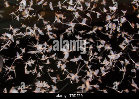 Jungfrau MAYFLY (Ephoron Virgo, Polymitarcis Jungfrau), Masse ausbrüten, fliegenden Schwarm, Deutschland, Bayern Stockfoto