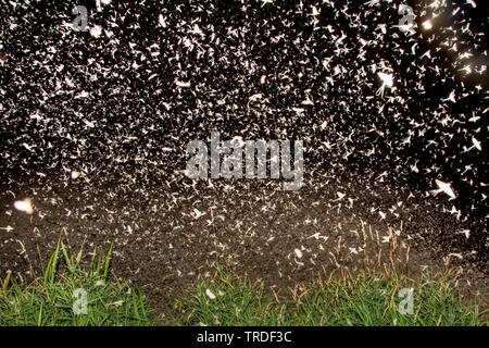 Jungfrau MAYFLY (Ephoron Virgo, Polymitarcis Jungfrau), Masse ausbrüten, fliegenden Schwarm, Deutschland, Bayern Stockfoto