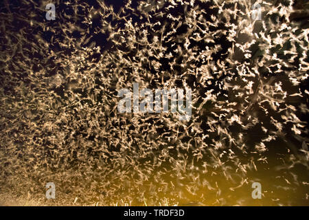 Jungfrau MAYFLY (Ephoron Virgo, Polymitarcis Jungfrau), Masse ausbrüten, fliegenden Schwarm, Deutschland, Bayern Stockfoto