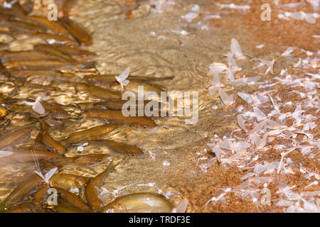 Jungfrau MAYFLY (Ephoron Virgo, Polymitarcis Jungfrau), mehrere Döbel Eintagsfliegen Essen auf der Drift, Deutschland, Bayern Stockfoto