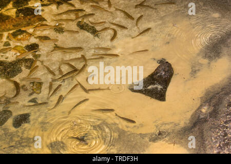 Jungfrau MAYFLY (Ephoron Virgo, Polymitarcis Jungfrau), whitefishes Eier essen aus einem Flussbett, die mit gelben Eier überwuchert sind, Deutschland, Bayern Stockfoto