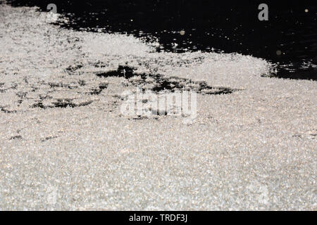 Jungfrau MAYFLY (Ephoron Virgo, Polymitarcis Jungfrau), Millionen von Jungfrau EINTAGSFLIEGEN driften nach Masse Schraffuren auf die Wasseroberfläche eines Flusses, Deutschland, Bayern Stockfoto