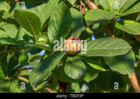 Mispel (Mespilus germanica), Unreife Früchte auf einem Baum, Italien, Toskana Stockfoto