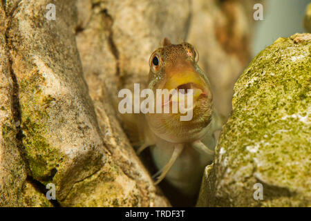 Süßwasser blenny, Fluss blenny (Salaria fluviatilis, Lipophrys fluviatilis, Blennius fluviatilis), männlich vom Gardasee, Porträt mit sichtbaren Zähne, Italien Stockfoto