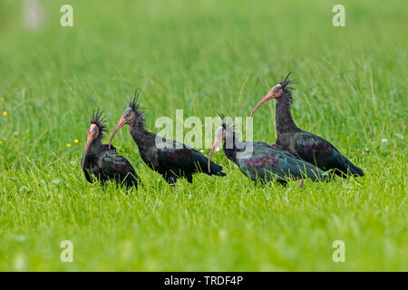 Einsiedler ibis, Nord Glatze Ibis (Geronticus eremita), troop Nahrungssuche auf einer Wiese, Deutschland, Bayern Stockfoto