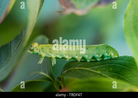 Sawfly (Cimbex connatus), Caterpillar Fütterung auf Cornus, Deutschland, Bayern Stockfoto