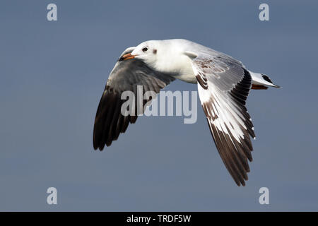 Brown-headed Gull, (Chroicocephalus brunnicephalus), im Flug, Birma Stockfoto