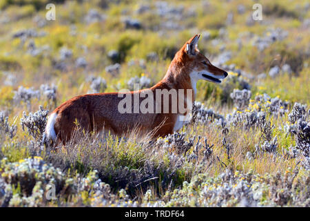 Simien Schakal, äthiopischen Wolf, Simien fox (Canis simensis), eine vom Aussterben bedrohte raubtier endemisch im äthiopischen Hochland., Äthiopien, Bale Mountains Nationalpark Stockfoto