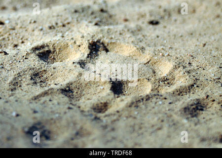 Jaguar (Panthera onca), Fußspuren im Sand, Brasilien Stockfoto