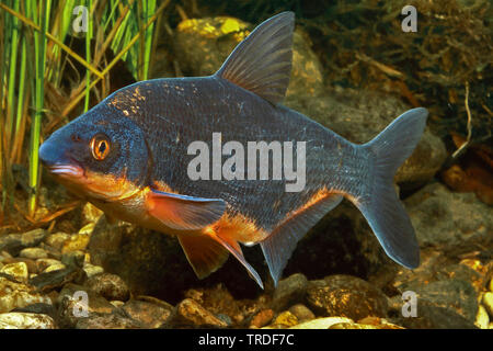 Osteuropäischen Brasse, zaehrte, Baltische Zährte, Zährte Brasse, Zährte, Zanthe, Zarte (zährte Zährte, zährte Abramis), im bräutlichen Färbung, Deutschland Stockfoto