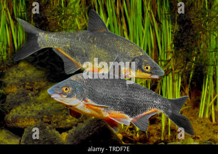 Osteuropäischen Brasse, zaehrte, Baltische Zährte, Zährte Brasse, Zährte, Zanthe, Zarte (zährte Zährte, zährte Abramis), zwei zaehrtes im bräutlichen Färbung, Deutschland Stockfoto