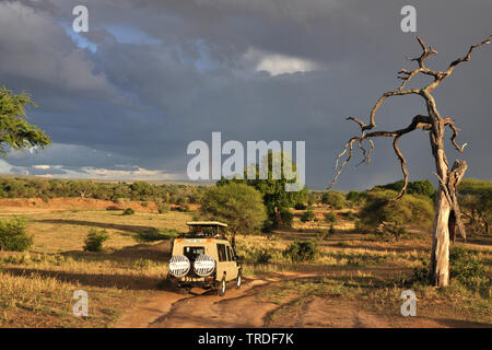 Safari im Tarangire Nationalpark, Tansania, Tarangire National Park Stockfoto