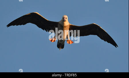 Red-footed Booby (Sula Sula), im Flug, Akrika Stockfoto
