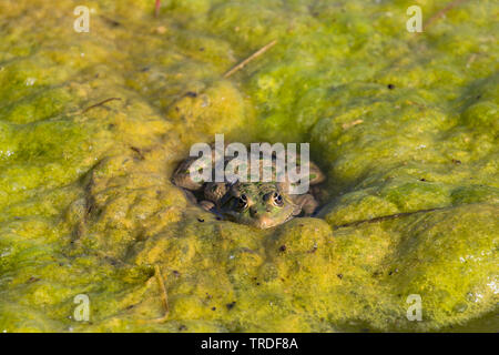 Wasserfrosch, Teichfrosch (Rana kl. esculenta, Rana esculenta, Pelophylax esculentus), sitzt in einem algenteppich an der Wasseroberflaeche und verste Stockfoto