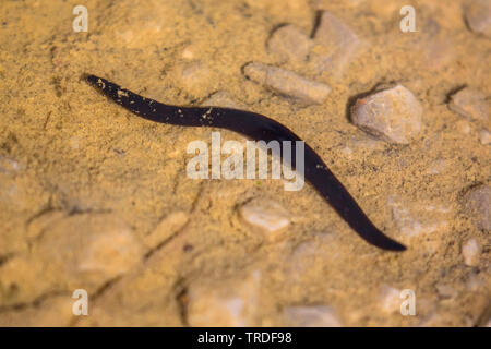 Medizinische Blutegel (Hirudo medicinalis), Kriechen auf dem Boden einer Pfütze, Deutschland, Bayern, Oberbayern, Oberbayern Stockfoto