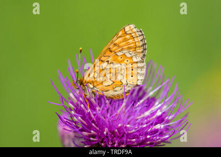 Marsh fritillary (Euphydryas aurinia, Eurodryas aurinia, Melitaea aurinia), sitzend auf einem violetten thistle blossom, Deutschland, Bayern, Oberbayern, Oberbayern Stockfoto