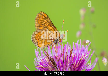 Marsh fritillary (Euphydryas aurinia, Eurodryas aurinia, Melitaea aurinia), sitzend auf einem violetten thistle blossom, Deutschland, Bayern, Oberbayern, Oberbayern Stockfoto