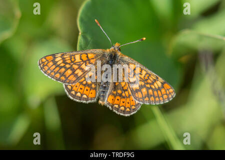 Marsh fritillary (Euphydryas aurinia, Eurodryas aurinia, Melitaea aurinia), sitzend auf einem Blatt, Deutschland, Bayern, Oberbayern, Oberbayern Stockfoto