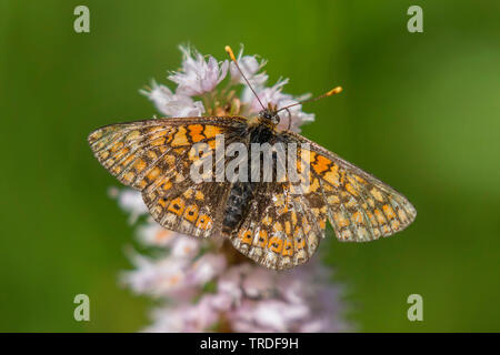 Marsh fritillary (Euphydryas aurinia, Eurodryas aurinia, Melitaea aurinia), alte, verblichene Schmetterling sitzt auf einem knöterich Blüte, Deutschland, Bayern, Oberbayern, Oberbayern Stockfoto