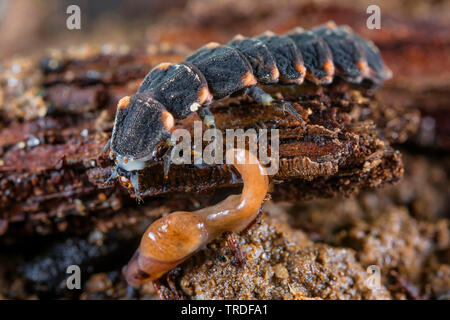 Kleine blitz Käfer (Lamprohiza splendidula, Phausis splendidula), Larve Jagd Schnecke, Deutschland, Bayern, Niederbayern, Oberbayern Stockfoto