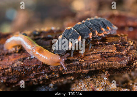 Kleine blitz Käfer (Lamprohiza splendidula, Phausis splendidula), Larve mit gefangen Schnecke, Deutschland, Bayern, Niederbayern, Oberbayern Stockfoto