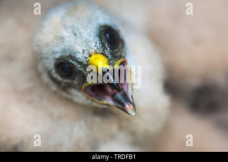 Das Montague Harrier (Circus pygargus), Chick, Porträt, Deutschland, Bayern, Niederbayern, Oberbayern Stockfoto