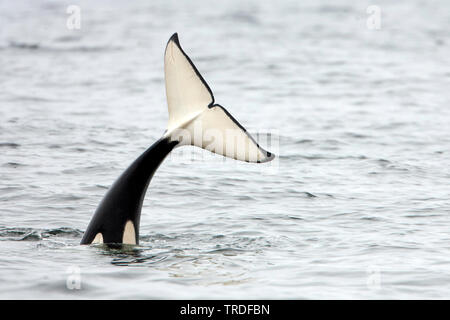 Orca, großer Schwertwal, grampus (Orcinus orca), zeigt seine Heckflosse, USA, Kalifornien Stockfoto