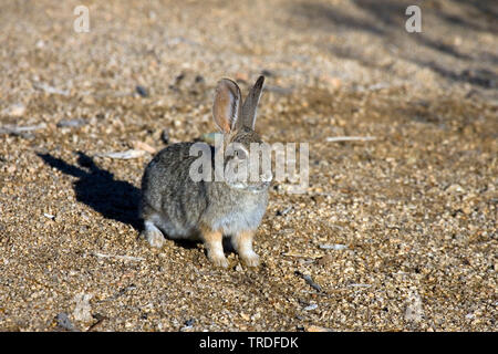 Wüste, Wüste Cottontail Rabbit Kaninchen (Sylvilagus audubonii), USA, Joshua Tree National Park Stockfoto