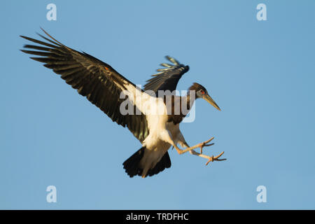 Abdim der Storch (Ciconia abdimii), Landung, Oman Stockfoto