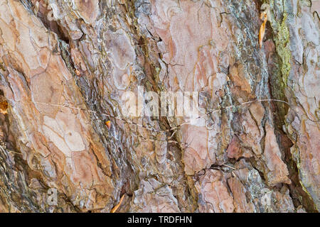 Timberman Käfer, Sibirer, Sibirische timberman timberman Käfer (Acanthocinus aedilis), männlich, Deutschland Stockfoto