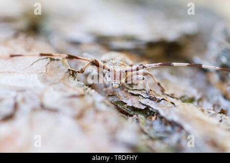 Timberman Käfer, Sibirer, Sibirische timberman timberman Käfer (Acanthocinus aedilis), männlich, Deutschland Stockfoto
