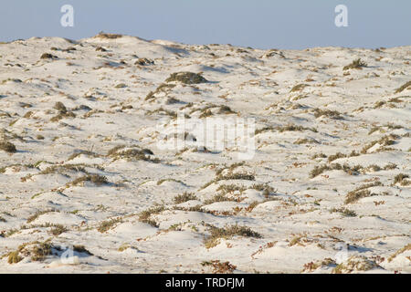 Al Wusta Governatorat, Oman, Al Wusta Governorate Stockfoto