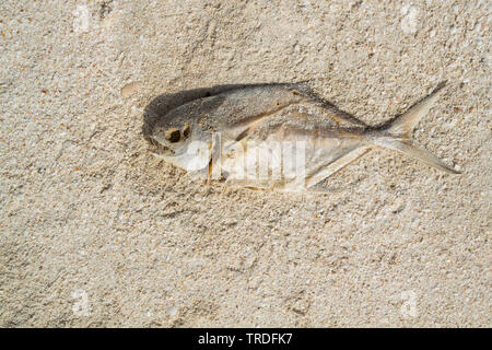 Tote Fische im Al Wusta Governatorat, Oman Stockfoto