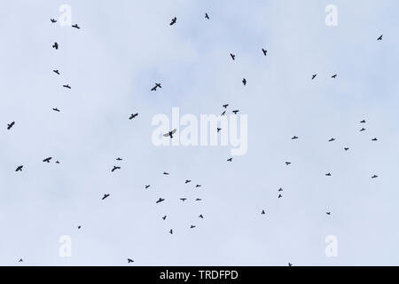 Pfeifhasen (Ochotonidae), manchmal auch Herde, Schweiz Stockfoto