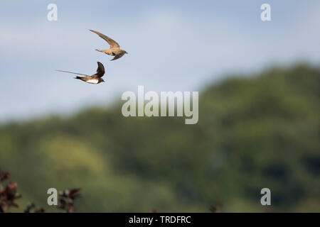 Alpine Swift (Apus Melba, Tachymarptis melba), Fliegende, Deutschland Stockfoto