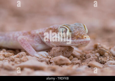 1001 Kurz-fingered Gecko, arabischen Sand Gecko (Stenodactylus Arabicus), auf dem Boden sitzend, Oman Stockfoto