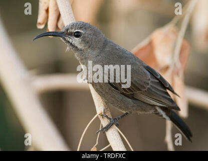 Shining Sunbird, Cinnyris habessinicus hellmayri (Cinnyris habessinicus hellmayri, Cinnyris habessinicus), Weibliche auf einem Zweig, Oman Stockfoto