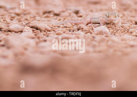 1001 Kurz-fingered Gecko, arabischen Sand Gecko (Stenodactylus Arabicus), auf dem Boden sitzend, Oman Stockfoto