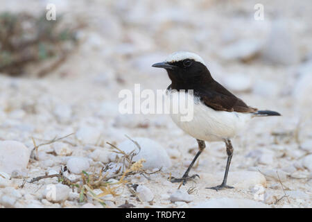 Trauer Steinschmätzer (Oenanthe Oenanthe lugens lugentoides, lugentoides), Male auf den Boden, Oman Stockfoto